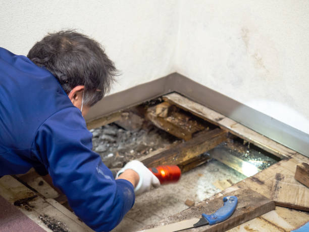 Best Office Mold Removal Services  in Walnut Creek, NC