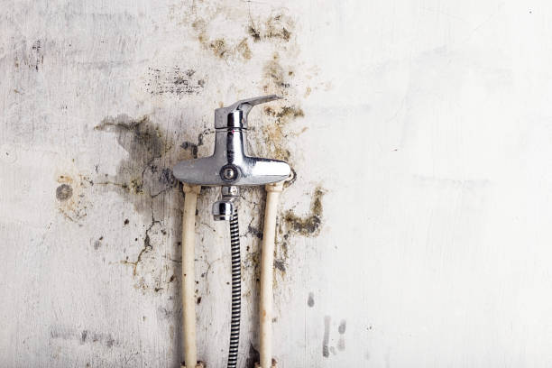 Best Home Mold Removal  in Walnut Creek, NC