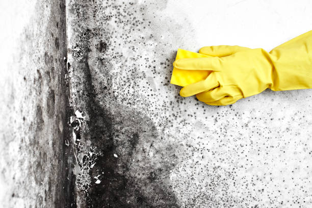 Best Commercial Mold Removal  in Walnut Creek, NC