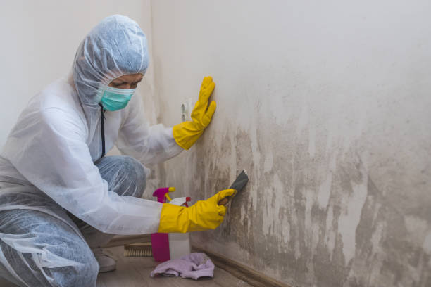 Best Best Mold Removal Companies  in Walnut Creek, NC