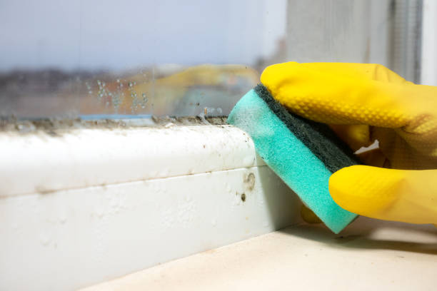 Best Mold Cleaning Services  in Walnut Creek, NC