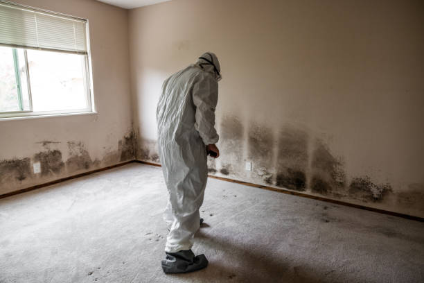 Best Mold Removal Company Near Me  in Walnut Creek, NC