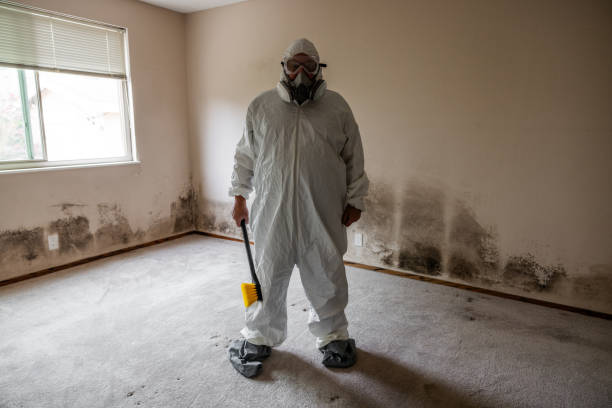 Attic Mold Removal in Walnut Creek, NC