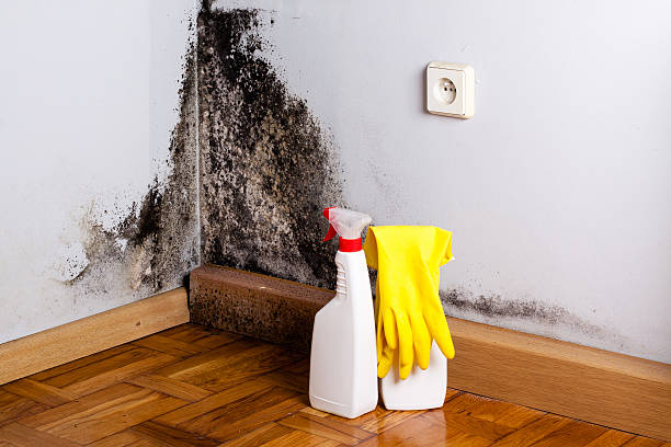 Best Affordable Mold Removal  in Walnut Creek, NC