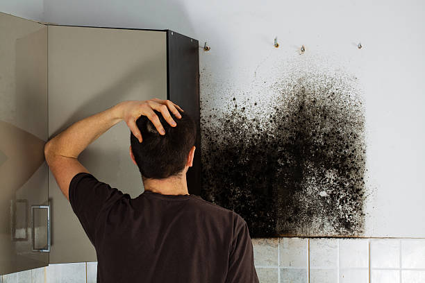 Certified Mold Removal in Walnut Creek, NC