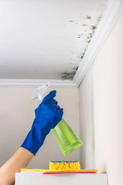 Best Affordable Mold Removal  in Walnut Creek, NC