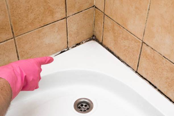 Best Mold Remediation Experts  in Walnut Creek, NC